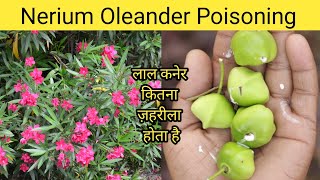 Nerium oleander  Nerium poisoning  लाल कनेर का पौधा  oleander poisoning treatment  poison [upl. by Aehsrop633]