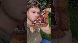 ENORMOUS Giant Atlas Moths Attacus atlas [upl. by Helali]