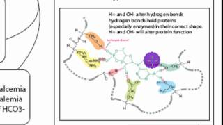 pH Acid Homeostasis Part 1 [upl. by Kylstra]