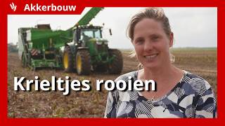 Aardappelen op 150 meter bedden rooien [upl. by Gemperle]