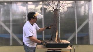 Bald Cypress Bonsai  Year 2  Carving [upl. by Nabatse]