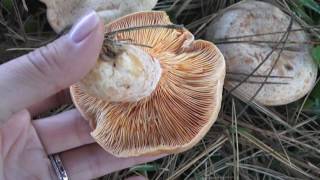 Lactarius deliciosus  Conoscere i funghi 28102016 [upl. by Tucky]