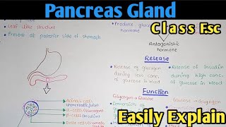 Pancreas Hormones Structure And Functions  Class 12 Biology [upl. by Woll672]