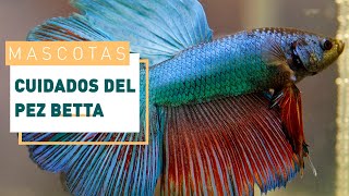 Cuidados de los peces Betta o luchadores de Siam  Verdecora [upl. by Nohsreg]