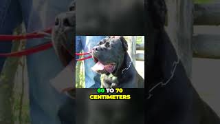 How Big Is Full Grown Cane Corso [upl. by Imogene]