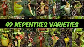 49 Nepenthes VarietiesPitcher PlantsWith Facts [upl. by Sathrum]