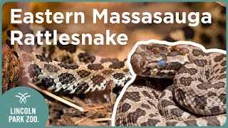 Did you know these 3 Eastern Massasauga rattlesnake fun facts [upl. by Genie]