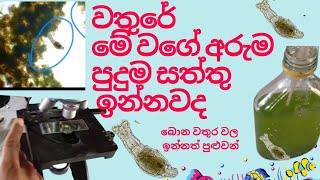 මාළු ටැංකියේ ඉන්නෙ මාළු විතරද මෙහෙම අයත් ඉන්නවා කියලා දන්නවද [upl. by Khichabia636]