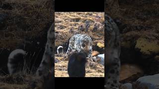 Mastiff dogs are surrounding a snow leopard [upl. by Elburt]