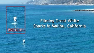 Great White Sharks Filmed Breaching in California [upl. by Droflim]