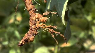 Diagnosing Nematode Damage in the Field [upl. by Aretahs]