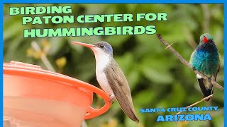 Birding the Paton Center for Hummingbirds SE Arizona 2024 [upl. by Helaine]