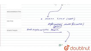 Exoerythrocytic phase of life cycle in malarial parasite occurs in [upl. by Sammie]