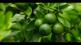 Developing an Efficient Micropropagation Technique for Citrus aurantifolia Enhancing Mass [upl. by Franciskus592]