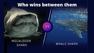 Megalodon vs whale shark [upl. by Anirok177]