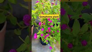 Gomphrena 🌱plant flowers 🌸🌺🌻🌹🌷🌼💐 flowering plant [upl. by Eednarb]