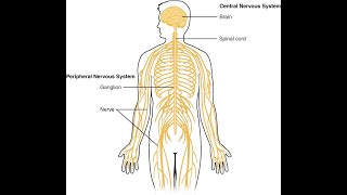 Perifera nervsystemet del 1 av 2 [upl. by Zelig]