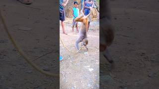 monkey।। Bandar khela।।shortsfeed dance shortvideos youtubeshorts ।।DJ AVI VLOG [upl. by Marcelline]