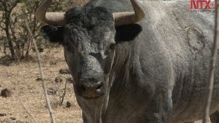 Toros de lidia el indulto y la crianza [upl. by Aitam]