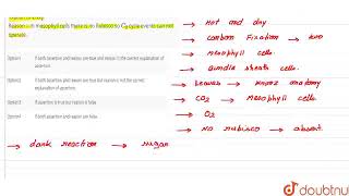 Assertion  In mesophyll cells of C4 plants there is no sugar formation after fixation of CO [upl. by Sibyls]