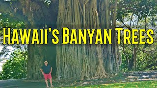 Banyan Trees Hawaii  The History is in the Trees  Pearl Harbor Witness Tree and Hilo Banyan Drive [upl. by Rodman]