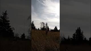 Pheasant Down PheasantHunting Hunting UplandHunting Pheasant Michigan Upland BirdHunting GO [upl. by Sidalg]