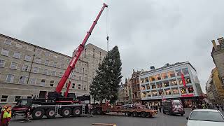 Aufstellung Weihnachtsbaum für den Weihnachtsmarkt in Halle [upl. by Oruhtra535]