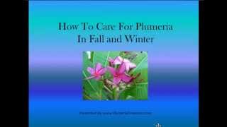 Plumeria  How to Care for Plumeria  Plumeria Care in the Fall and Winter [upl. by Nosac]