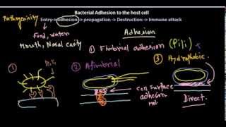 Adhesion of bacteria [upl. by Nallaf]