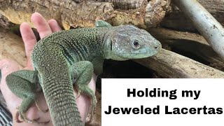 Jeweled Lacerta Handling  are these lizards as skittish as people say they are [upl. by Charmine]