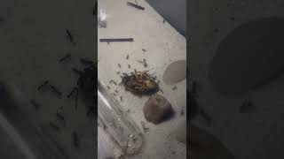 Tiny meat ants swarm a huge roach Iridomyrmex anceps [upl. by Tidwell]