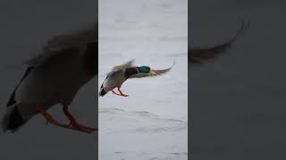 Mallard hunting duckcalling duckhunters duck waterfowl duckhunt outdoors callduck [upl. by Theresa]