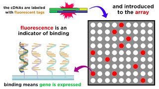 Gene Expression Analysis and DNA Microarray Assays [upl. by Nickerson]