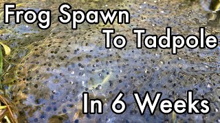 Frog Spawn to Tadpole in 6 Weeks  Common Frog Rana temporaria [upl. by Betti452]