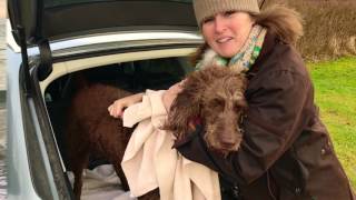 Towels vs The Siccaro WetDog  How to dry a Labradoodle quickly [upl. by Silrak]