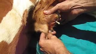 Umbilical abscess calf 🐂🐄 बछड़े में फोड़ा 🐂🐄 Absceso umbilical en ternero 🐂 Abcès ombilical [upl. by Adnwahsor]