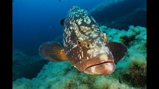 Les plus gros poissons en Algérie [upl. by Eicaj]