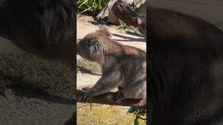 KOALA  BALLARAT WILDLIFE PARK ballarat wildlife melbourne australia [upl. by Hedberg]