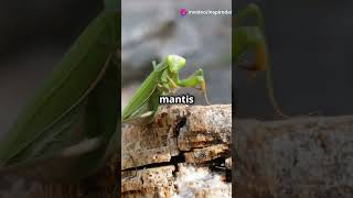 The Creepy Parasite That Controls Praying Mantises Hairworm Horror animalfacts animals wildlife [upl. by Elaen]