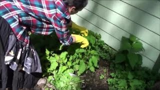 Harvesting and Drying Stinging Nettle [upl. by Salta250]