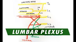 Anatomy  Lumbar Plexus [upl. by Constancia]