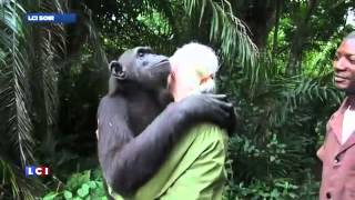 Le magnifique moment du relâcher de la chimpanzé Wounda par Jane Goodall vu par LCI TF1 NEWS [upl. by Aggri130]