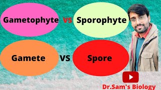 Difference between Gametophyte Sporophyte Gamete and Spore in Plants [upl. by Hadria140]