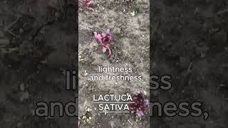 LACTUCA SATIVA AKA LETTUCE [upl. by Dyche]