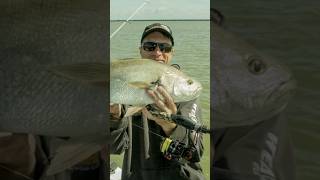 Coorong Chrome mulloway kob jewfish fishing estuary boatfishing summerfishing [upl. by Haerle]