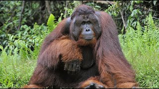 Bornean Orangutan—Losing Habitat at an Alarming Rate [upl. by Rednaeel]