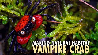 How to Build Vampire Crab Paludarium for Geosesarma hagen amp dennerle [upl. by Ahusoj368]