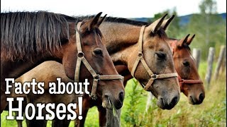 Horse Facts for Kids [upl. by Ettennan]