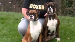 Dog Trainers  Somerset Dog Training [upl. by Nosreh]