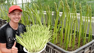 This Is How I Grow Asparagus On The Terrace For More Sprouts Fast Harvest [upl. by Nate]